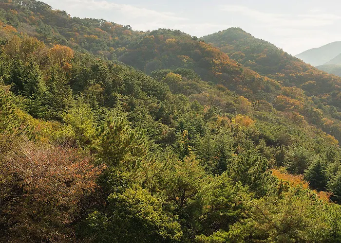 Denbasta Forest 釜山